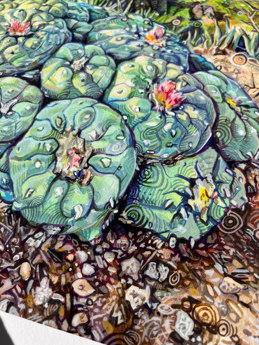 Lophophora Williamsii , Print
