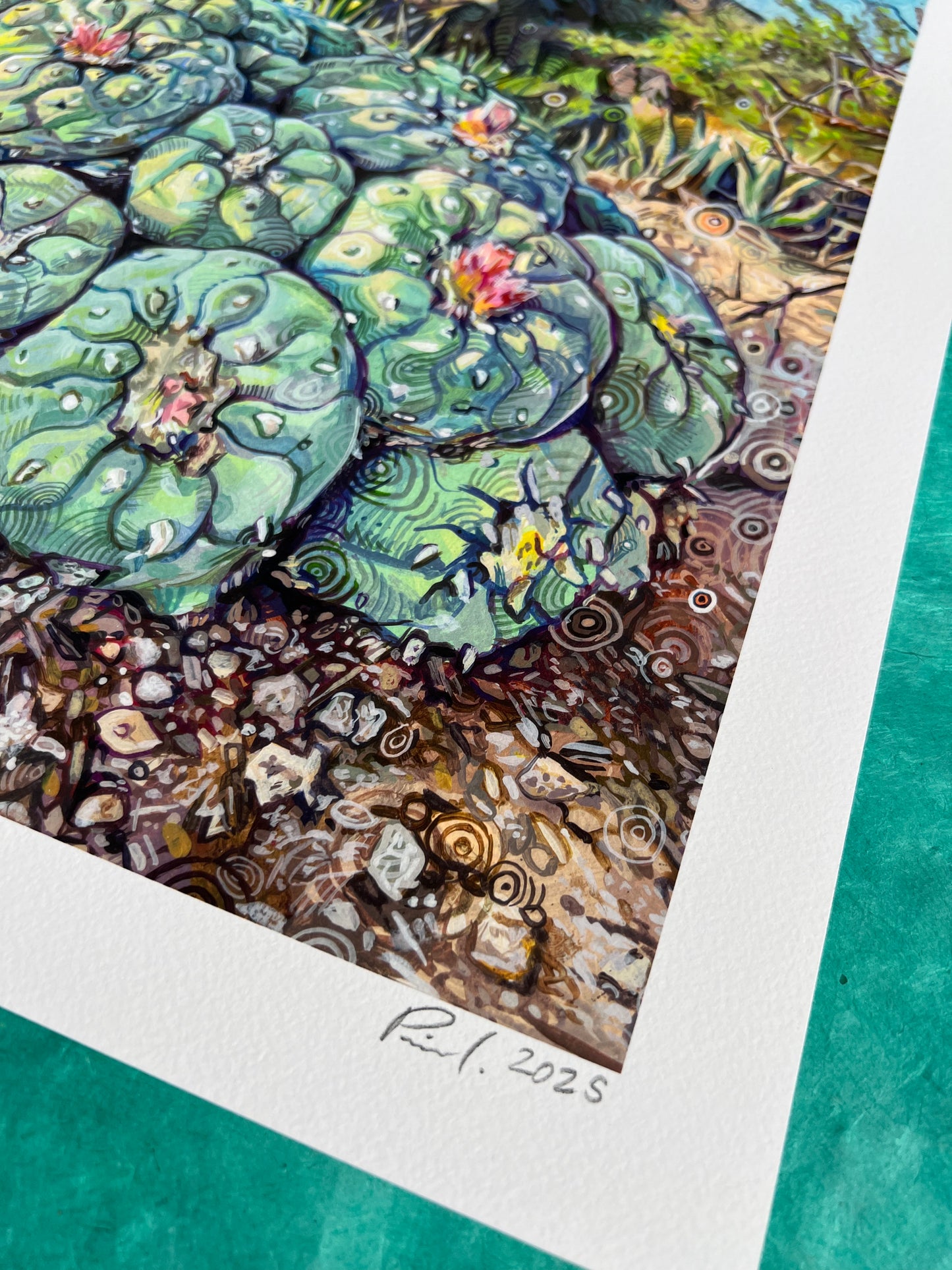 Lophophora Williamsii , Print