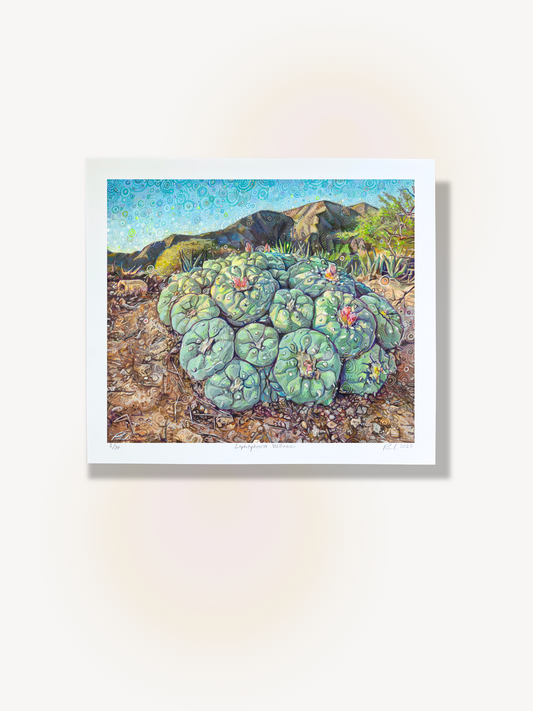 Lophophora Williamsii , Print